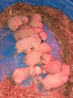 Golden Retriever Puppies for sale in Huntsville, Alabama. price: $1,500