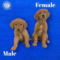 Golden Retriever Puppies for sale in Liberal, Kansas. price: $1,000