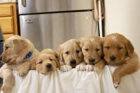 Golden Retriever Puppies for sale in Monterey, California. price: $2,300