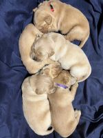 Golden Retriever Puppies for sale in Waterloo, Indiana. price: $700