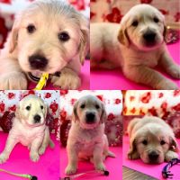 Golden Retriever Puppies for sale in Jacksonville, Florida. price: $1,800