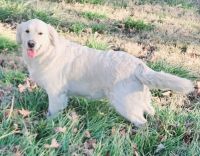 Golden Retriever Puppies for sale in Hickory, North Carolina. price: $850