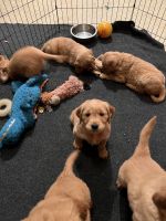 Golden Retriever Puppies for sale in Stephens City, Virginia. price: $1,500