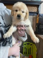 Golden Retriever Puppies for sale in Hartford City, IN 47348, USA. price: $80,000