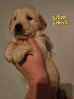 Golden Retriever Puppies for sale in Herkimer, New York. price: $900