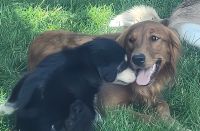 Golden Retriever Puppies for sale in Johnstown, CO, USA. price: $75