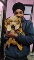 Golden Retriever Puppies for sale in New Delhi, Delhi. price: 11,000 INR