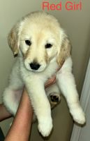 Golden Retriever Puppies for sale in Cowpens, SC 29330, USA. price: $1,600