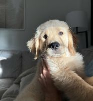 Golden Retriever Puppies for sale in Woodstock, IL 60098, USA. price: $750