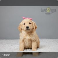Golden Retriever Puppies for sale in Los Angeles, California. price: $800