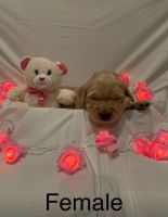 Golden Retriever Puppies for sale in Logansport, Indiana. price: NA