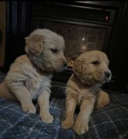 Golden Retriever Puppies for sale in Loretto, Kentucky. price: $400