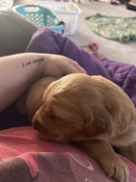 Golden Retriever Puppies for sale in Vincennes, Indiana. price: $600