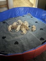 Golden Retriever Puppies for sale in Langley City, British Columbia. price: $1,500