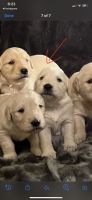 Golden Retriever Puppies for sale in Newington, Connecticut. price: $2,500