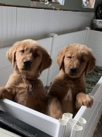 Golden Retriever Puppies for sale in Center Ossipee, New Hampshire. price: $1,800