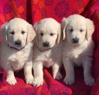 Golden Retriever Puppies for sale in Abington, Pennsylvania. price: $380
