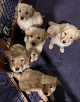 Golden Retriever Puppies for sale in Carneys Point, New Jersey. price: $1,200