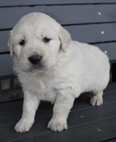Golden Retriever Puppies for sale in Woodburn, IN 46797, USA. price: $500