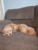 Golden Retriever Puppies for sale in Lebanon, Missouri. price: $800
