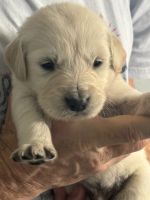 Golden Retriever Puppies for sale in Cape Coral, Florida. price: $2,000