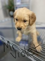 Golden Retriever Puppies for sale in Magnolia, Texas. price: $1,000