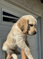 Golden Retriever Puppies for sale in South Gate, California. price: $1,000
