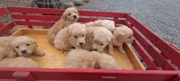 Golden Retriever Puppies for sale in Fort Wayne, Indiana. price: $250