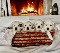 Golden Retriever Puppies for sale in Austin, Texas. price: $1,500