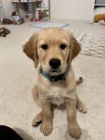 Golden Retriever Puppies for sale in Vacaville, California. price: NA