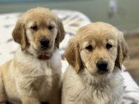 Golden Retriever Puppies for sale in Corona, California. price: $800