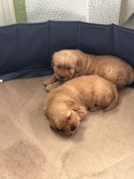 Golden Retriever Puppies for sale in Glenns Ferry, Idaho. price: $600