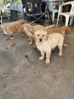 Golden Retriever Puppies for sale in Ontario, California. price: $300