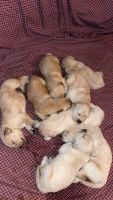 Golden Retriever Puppies for sale in Thomasville, North Carolina. price: $1,800