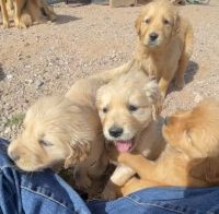 Golden Retriever Puppies for sale in Tempe, Arizona. price: $700