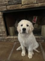 Golden Retriever Puppies for sale in Woodlawn, Tennessee. price: $2,000