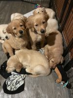 Golden Retriever Puppies for sale in Chicago, Illinois. price: $1,499