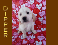 Golden Retriever Puppies for sale in Arizona City, Arizona. price: $1,500