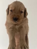 Golden Retriever Puppies for sale in Rochester, New York. price: $975