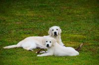 Golden Retriever Puppies for sale in Royal Palm Beach, Florida. price: $3,000
