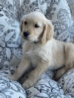 Golden Retriever Puppies for sale in Fair Play, South Carolina. price: $950