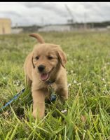 Golden Retriever Puppies for sale in West Palm Beach, Florida. price: $1,200
