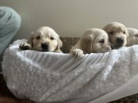 Golden Retriever Puppies for sale in Goose Creek, South Carolina. price: $1,800