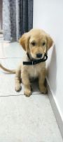Golden Retriever Puppies for sale in Pune, Maharashtra. price: 23,000 INR