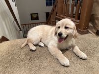 Golden Retriever Puppies for sale in Lynnwood, Washington. price: $2,000