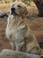 Golden Retriever Puppies for sale in Las Cruces, New Mexico. price: $1,950