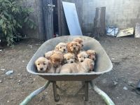 Golden Retriever Puppies for sale in Fontana, CA, USA. price: $600