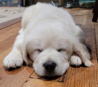 Golden Retriever Puppies for sale in Tacoma, Washington. price: NA