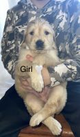 Golden Retriever Puppies for sale in Anderson, Alabama. price: $500