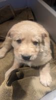 Golden Retriever Puppies for sale in Las Cruces, New Mexico. price: NA